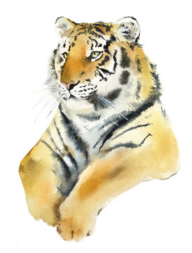 Siberian Tigers. Watercolor hand drawn illustration