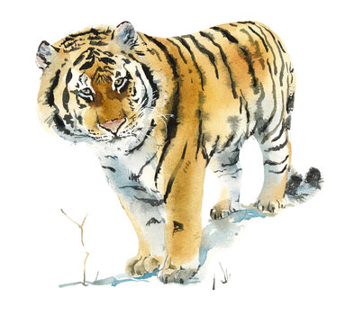 Siberian tiger of the winter. Watercolor hand drawn illustration