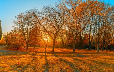 autumn landscape with trees in park in sunrise