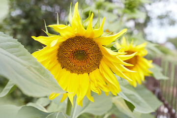 Yellow sunflower flower sunflower is a source of oil