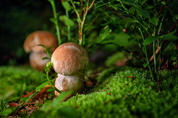 Two Boletus edulis ,porcini mushroom, in the forest on moss among blueberry leaves and herbs, shallow depth of field