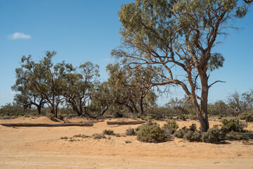 tree in the desert