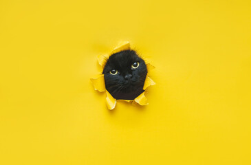 A funny black cat squeezes in and looks through a hole in yellow paper. Naughty pet and mischievous...