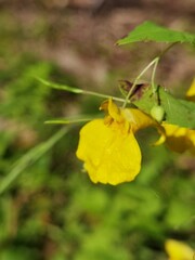 yellow leaves on a green background