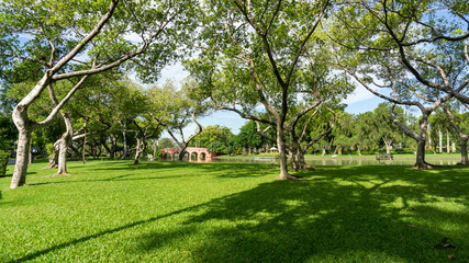 Green grass lawn garden by lake greenery Ficus trees bridge on background