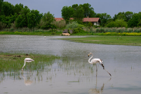 Riserva Naturale Foce dell'Isonzo - Isola della Cona.
View on the River Isonzo Mouth Reserve with flamingos near Monfalcone, Italy.