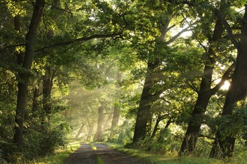 Naklejka premium Country road on the lake shore on a sunny, foggy morning