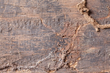 Texture old wood background.