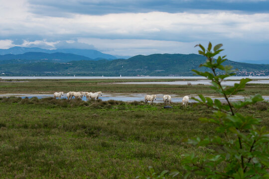 Riserva Naturale Foce dell'Isonzo - Isola della Cona.
Wild horses in the River Isonzo Mouth Reserve near Monfalcone, Italy.
