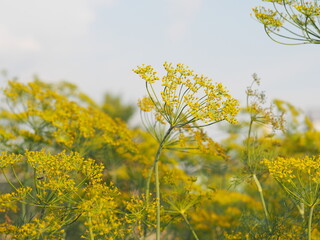 Obraz premium Dill plantation, dill during flowering in the garden