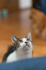 見つめる猫　キジトラ猫