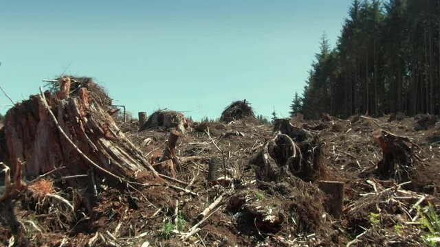 Aerial: Deforestation Forest, Clear Cut of pine tree landscape, Washington, USA