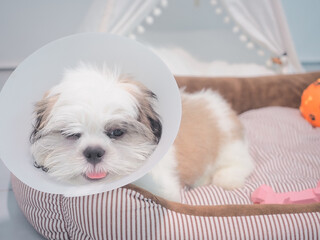 Sick dog wearing funnel collar with sad on pet bed.