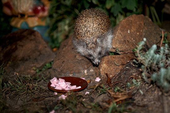 An adult hedgehog eats sausage from a bowl in a flower bed