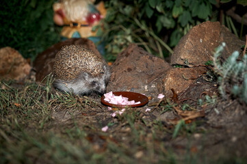 An adult hedgehog eats sausage from a bowl in a flower bed