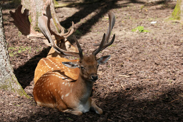 European fallow deer in close-up