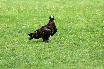 Eagle on a meadow