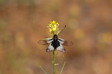 Milky owlfly (Libelloides lacteus) insect in early spring