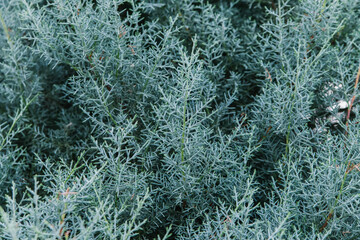 Cupressus arizonica is an evergreen coniferous plant of the Cupressaceae family. Natural texture and background.