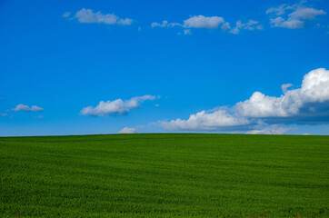 Fototapeta na wymiar Blissful green field with blue sky