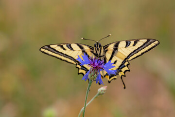 Tiger swallowtail butterfly ; Papilio alexanor