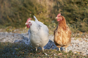 Brown and white chicken free range in the garden
