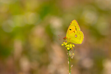 Yellow Glory butterfly on the plant - Colias crocea
