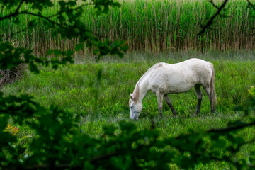 Obraz na płótnie Canvas Riserva Naturale Foce dell'Isonzo - Isola della Cona. Wild horse in the River Isonzo Mouth Reserve near Monfalcone, Italy.