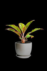 Siam-Aurora in white ceramic pot on black background. Siam-Aurora, Chinese evergreen plant indoor for minimal building.
