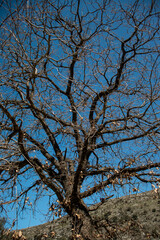 Huge old oak tree with no leaves on - Blue skies 
