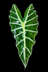 Leaf of alocasia amazonica sanderiana plant isolated on black. Alocasia sanderiana bull with large green leaves air purifier plant indoor.