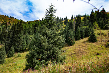 landscape with trees