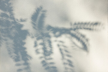 The shadow of acacia leaves on the wall,.