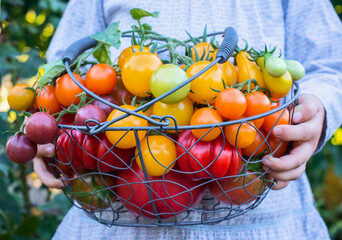 Colorful omatoes in Little Girl Hands. Fresh Organic Red Yellow Orange and Green Tomatoes of Different Kinds in Basket.