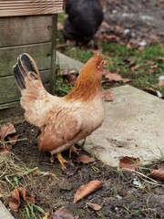 chicken