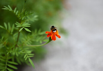 Blooming marigold flower close up. The bumblebee is sitting on a flower. Free space for text, blurred background