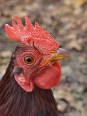 portrait of a rooster