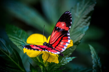 Obraz premium Mariposario Icod de Los Vinos