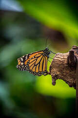Mariposario Icod de Los Vinos