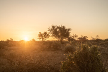 Fototapeta na wymiar desert sunset
