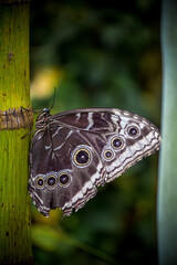 Mariposario Icod de Los Vinos