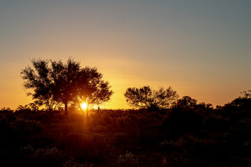 Sunset with Kangaroo