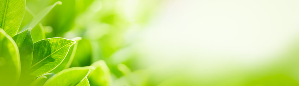 Clean leaf