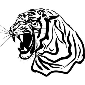 The image of the tiger's head. Illustration of a predatory cat. A relative of a lion, leopard, cheetah, cougar