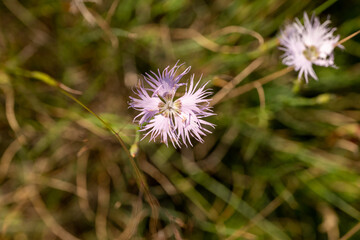 wild carnation, oeillet sauvage