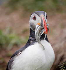atlantic puffin or common puffin or common puffin with fish in the beak