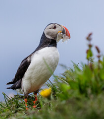 atlantic puffin or common puffin or common puffin with fish in the beak