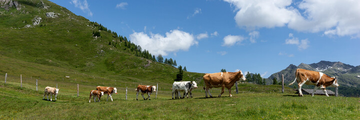 Fototapeta na wymiar Herd of Cow in austrian alps in Austria. Panoramic image