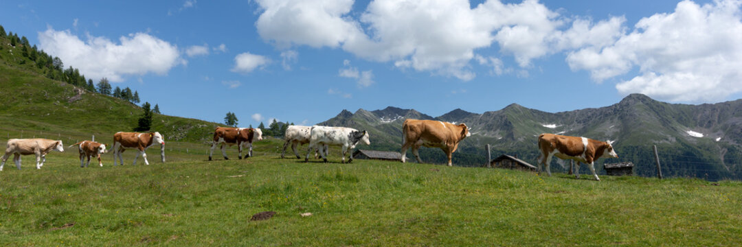 Herd of Cow in austrian alps in Austria. Panoramic image