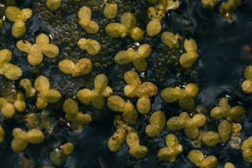 Swamp background